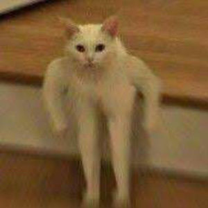 Meet your Posher, Curly head